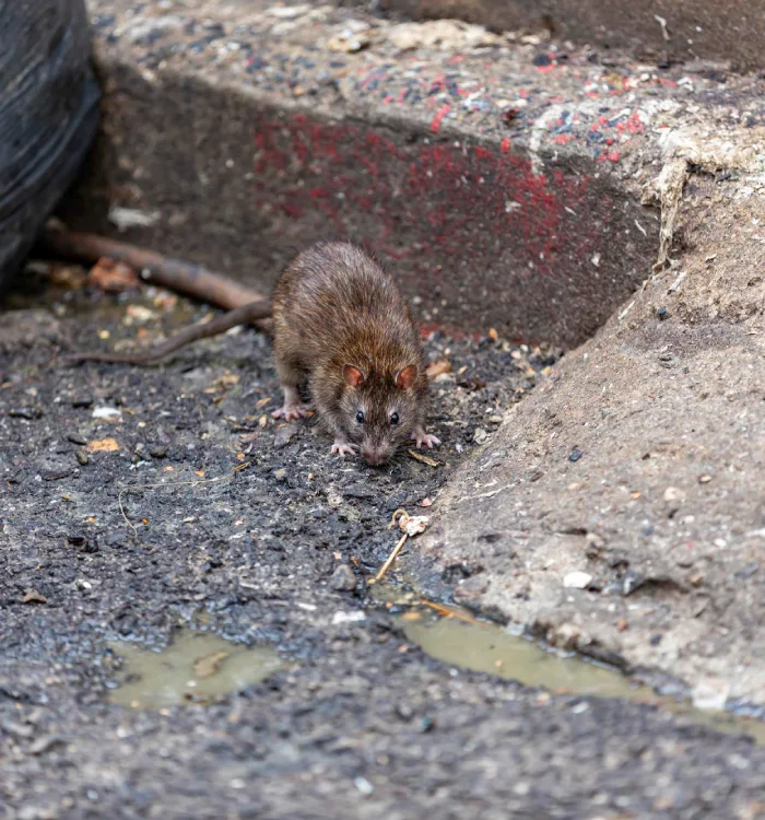 Health Risks Associated with Rodent Infestations